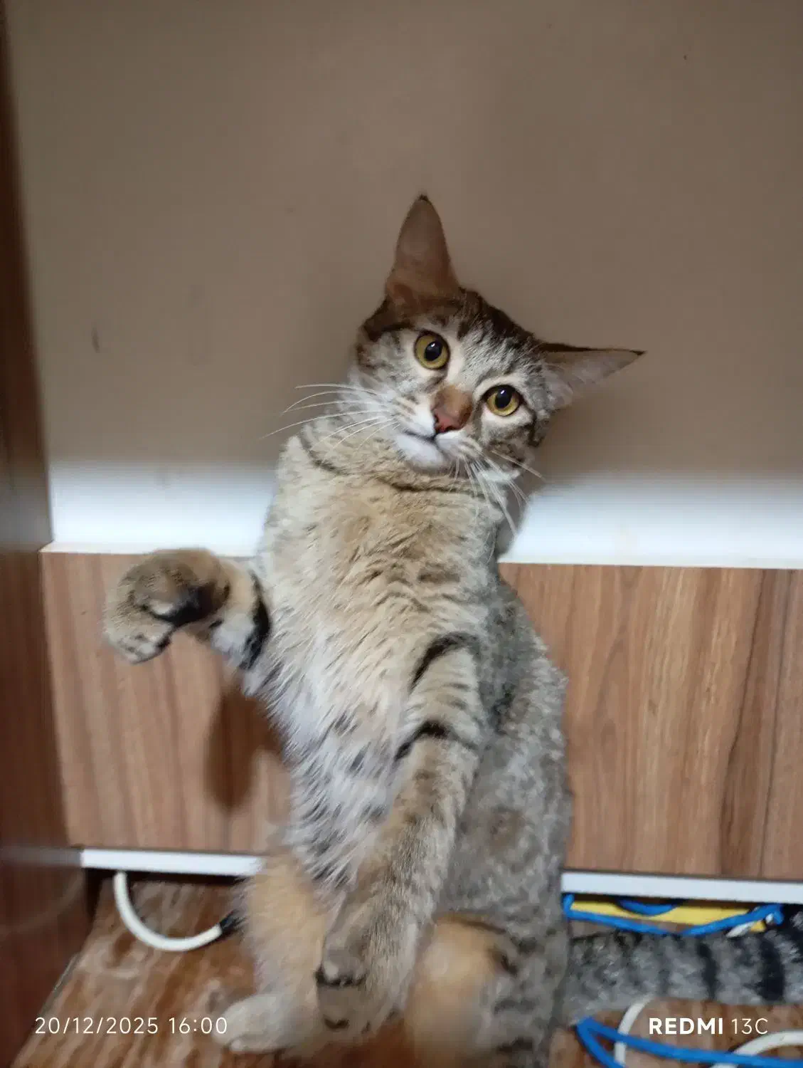 گربه گمشده|حیوانات|گنبد کاووس, |دیوار