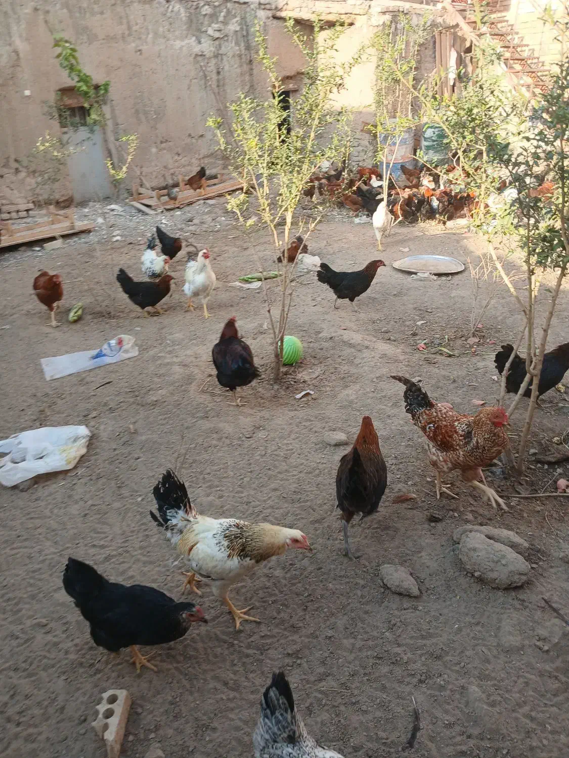 خروس محلی ۷ ماهه|حیوانات مزرعه|سبزوار, قصبه شرقی|دیوار