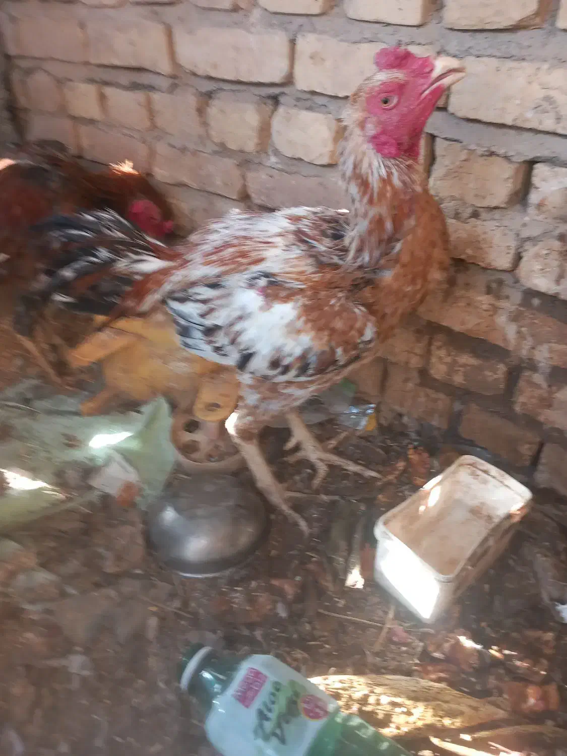 خروس لاری|حیوانات مزرعه|خلیل آباد, |دیوار