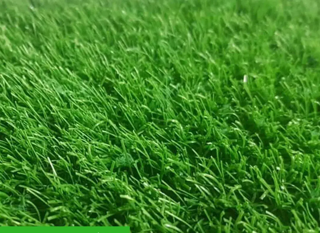 فروش چمن مصنوعی-دیوارسبز-فنس چمنی|خدمات پیشه و مهارت|گرگان, |دیوار