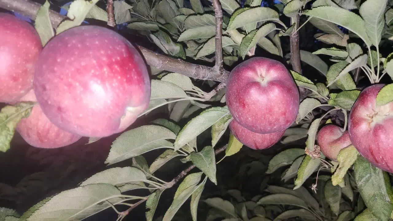 سیب|خوردنی و آشامیدنی|اراک, |دیوار