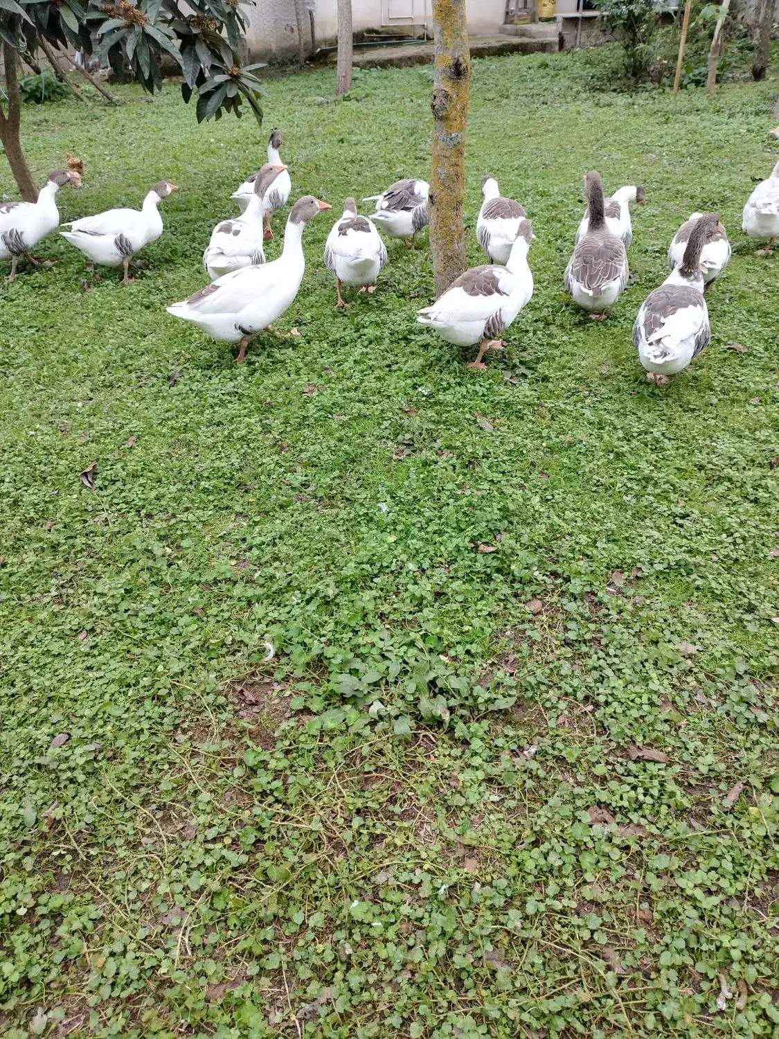 غاز محلی ، اردک اسرائیلی، مرغ و خروس محلی|حیوانات مزرعه|شاندرمن, |دیوار