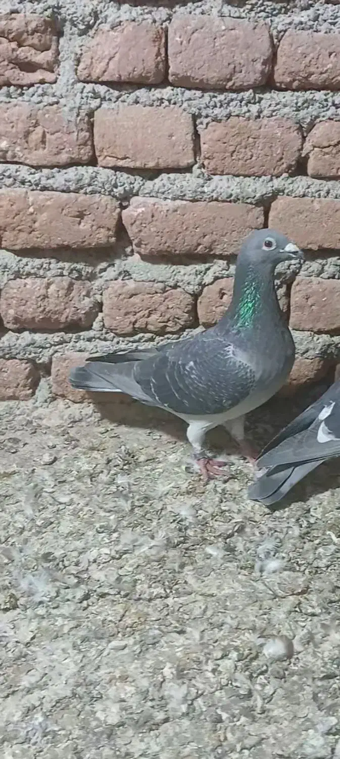 دوبر|پرنده|اردبیل, |دیوار