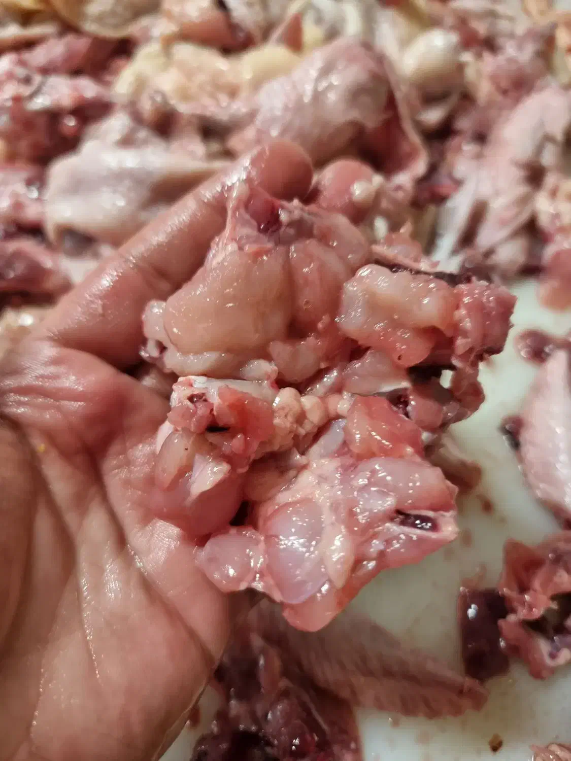 اسکلت چرخ شده|عمدهفروشی|احمدآبادمستوفی, |دیوار