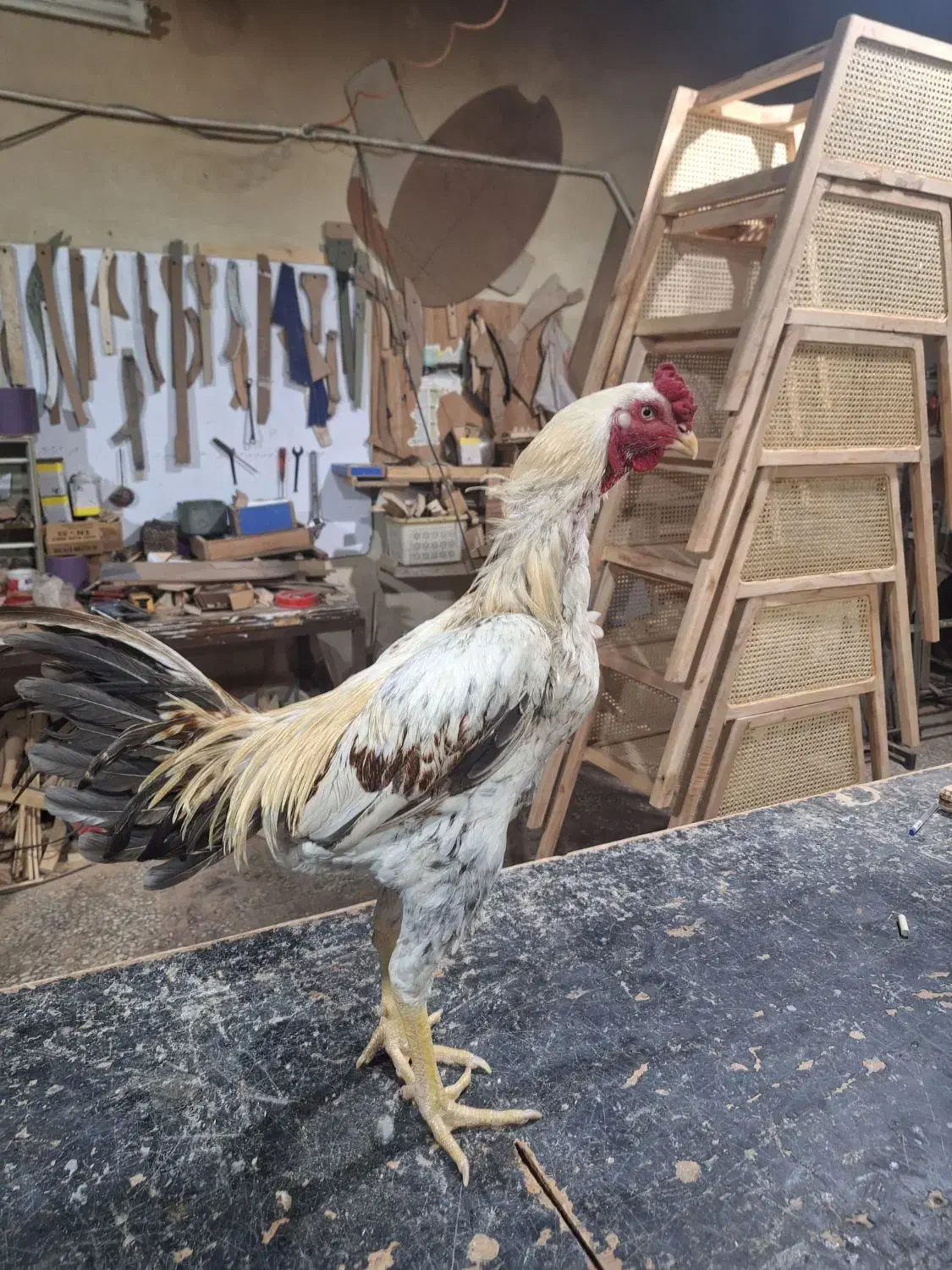 خروس لاری|حیوانات مزرعه|جاجرود, |دیوار