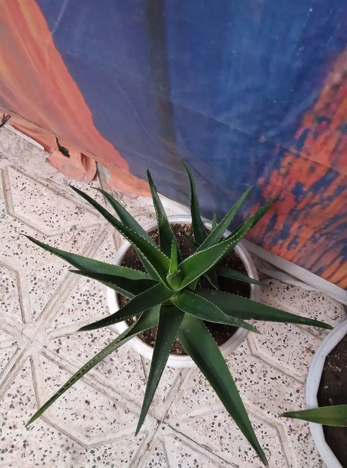 گل زیبا|گل و گیاه طبیعی|نیشابور, بنیاد شهید|دیوار