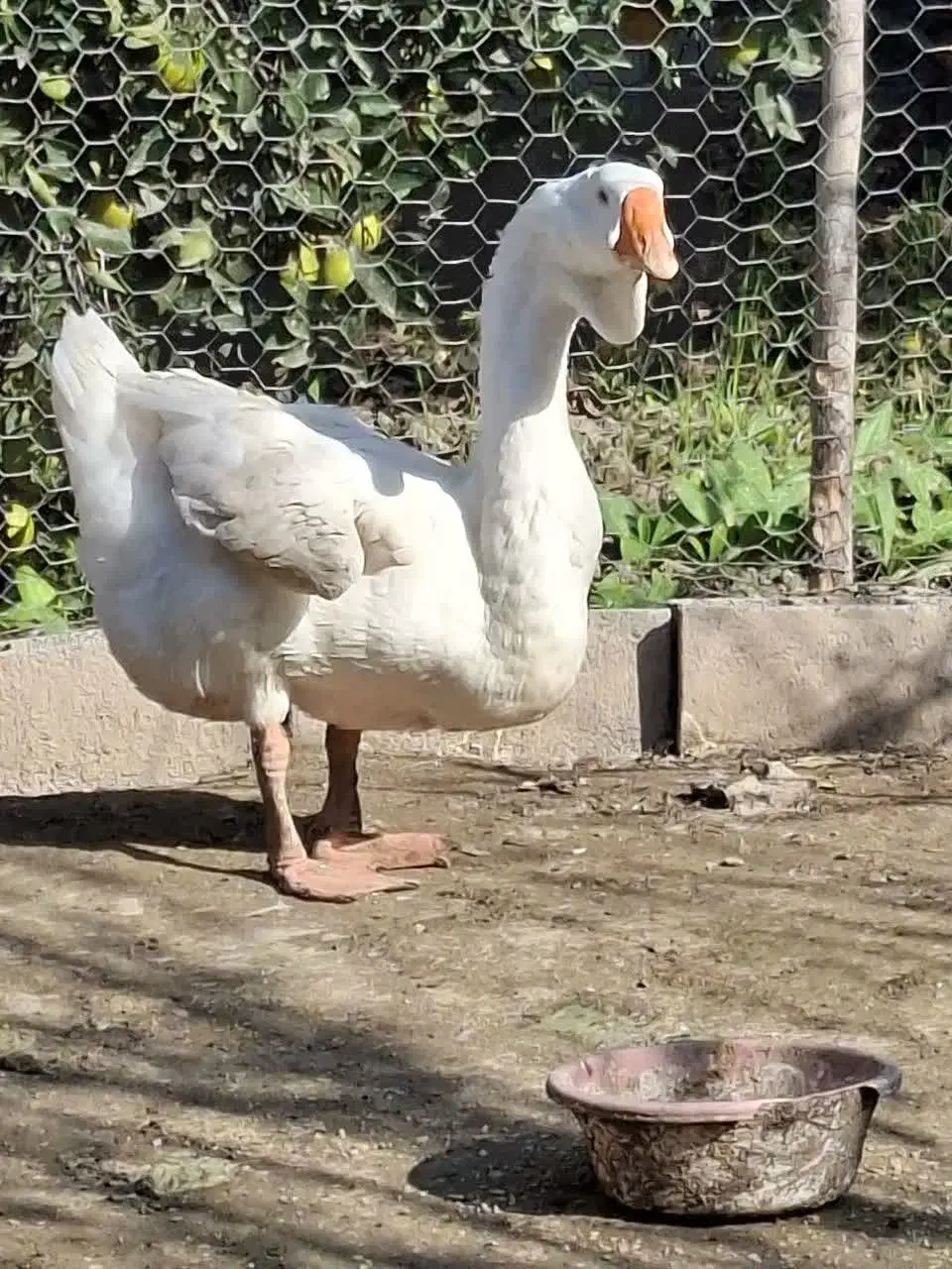 قو غاز نر لیندا و اردک طوسی|حیوانات مزرعه|آمل, |دیوار