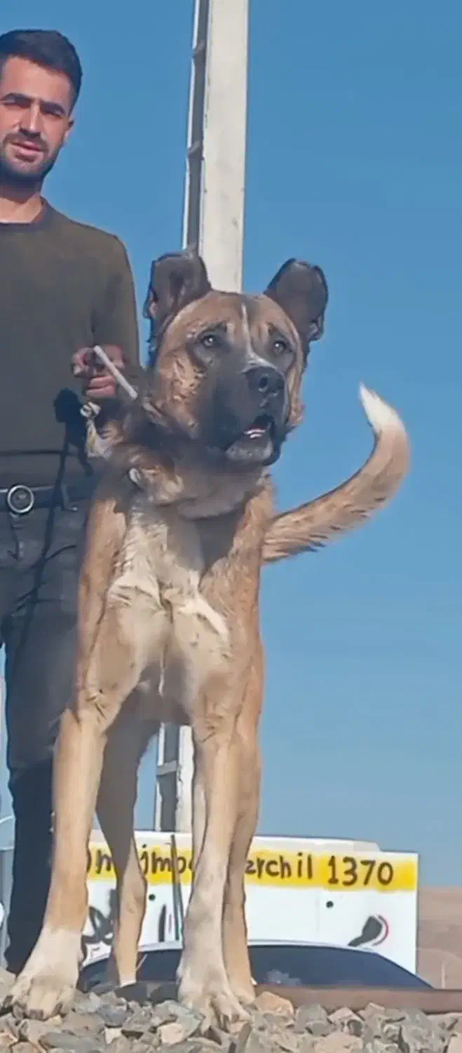 واگذاری طوله سگ سرابی|سگ|بستان آباد, |دیوار