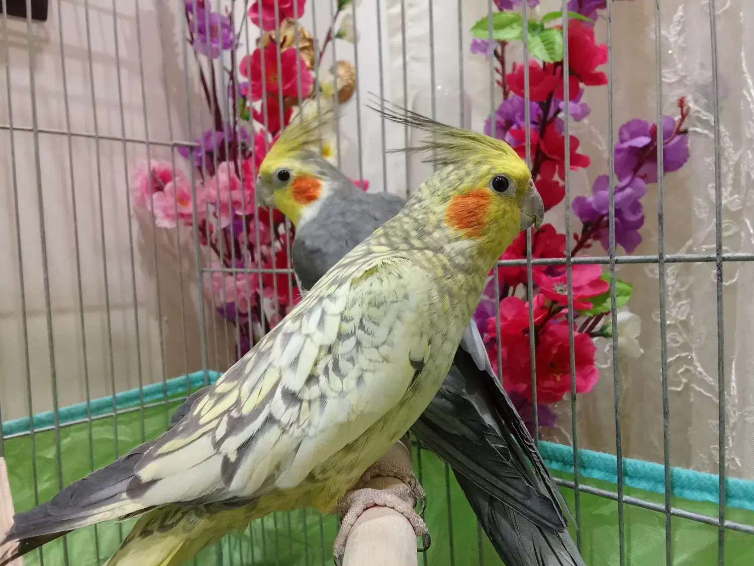 عروس هلندی|پرنده|دهلران, |دیوار