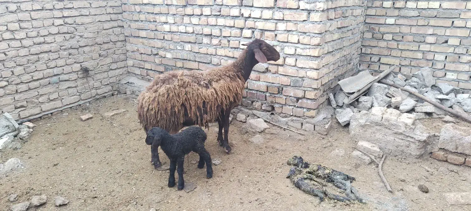 میش هترو|حیوانات مزرعه|نیشابور, مازول|دیوار