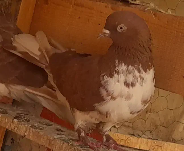 کفتر پرشی|پرنده|فردوسیه, |دیوار