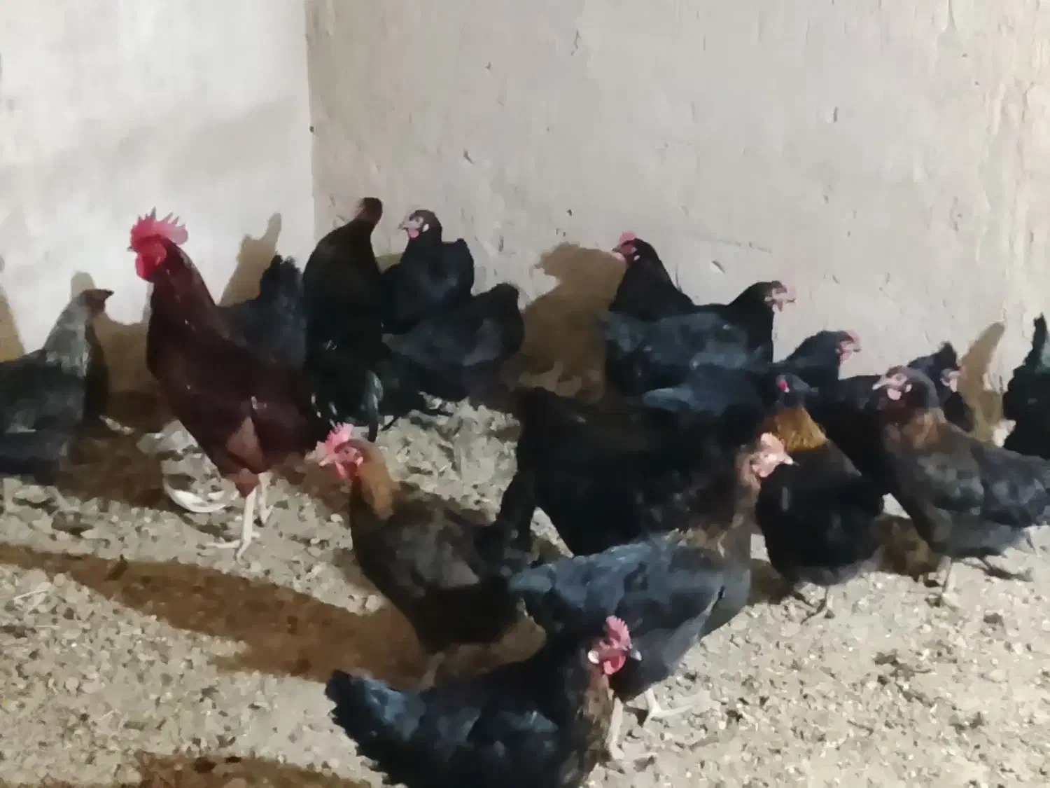 مرغ محلی جهادی|حیوانات مزرعه|تربت جام, میان جام|دیوار