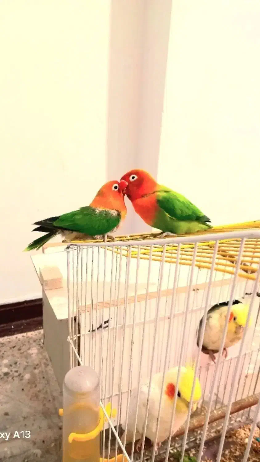 یک جفت طوطی برزیلی نر و ماده|پرنده|بندر ماهشهر, |دیوار