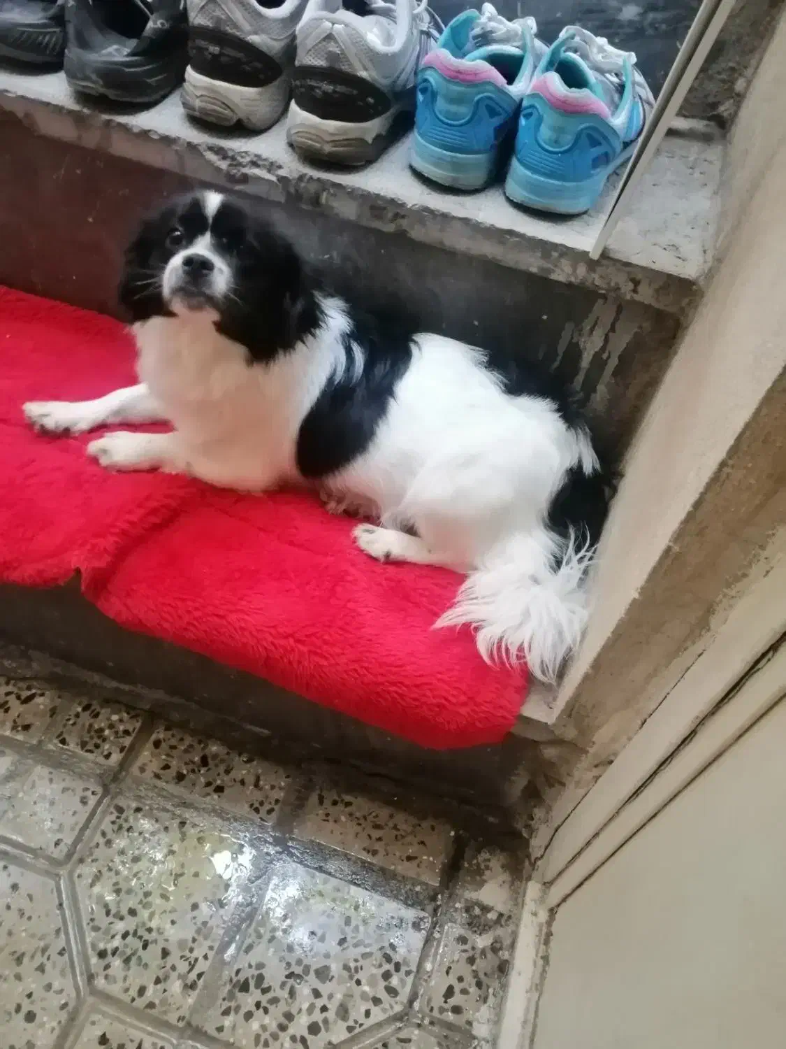 سگ پامر|سگ|ایلام, |دیوار