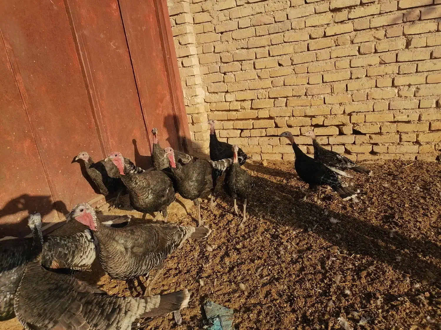 بوقلمون مرغ غاز|حیوانات مزرعه|شیراز, گویم|دیوار