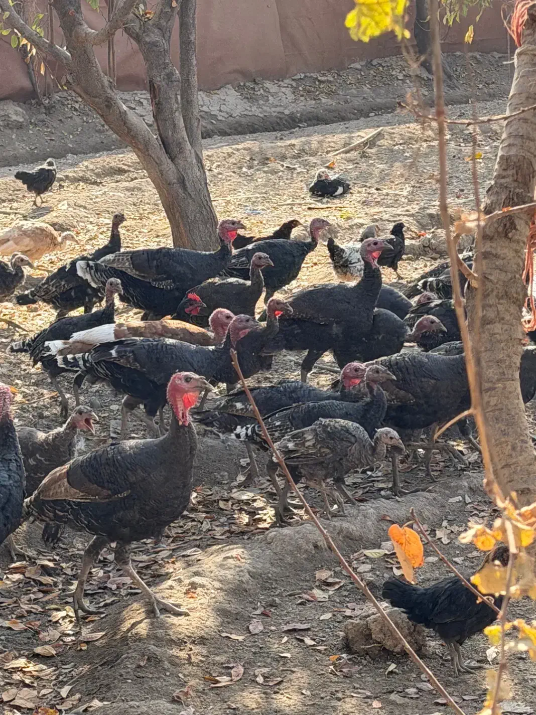 بوقلمون رسمی ۳۰ عدد|حیوانات مزرعه|تنکمان, |دیوار