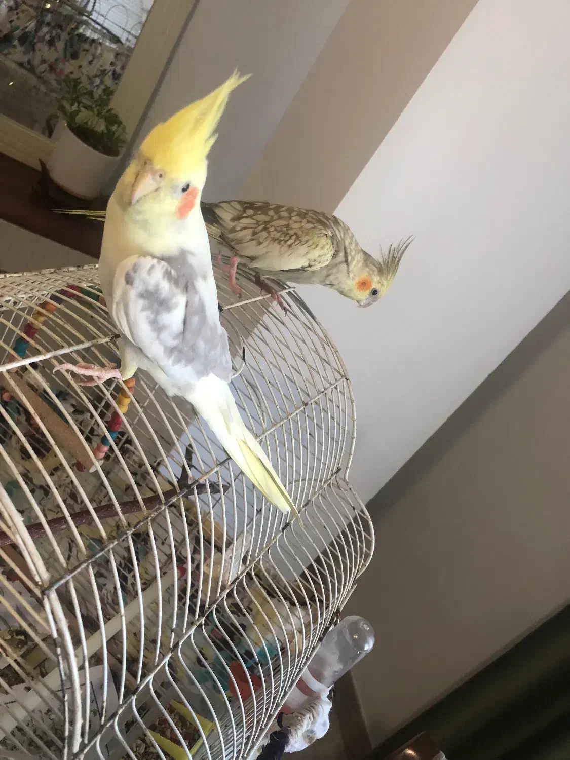 طوطی عروس|پرنده|رشت, سلیمانداراب|دیوار