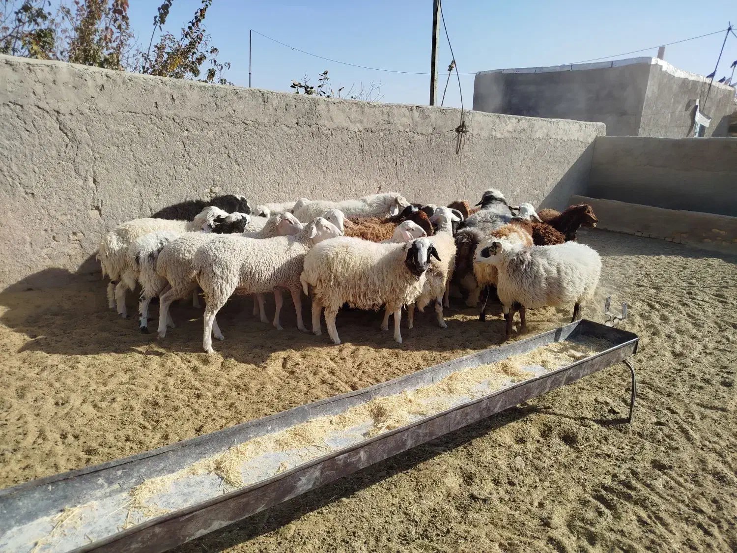 تعدادی بره و قوچ و دبر|حیوانات مزرعه|شهر بابک, |دیوار