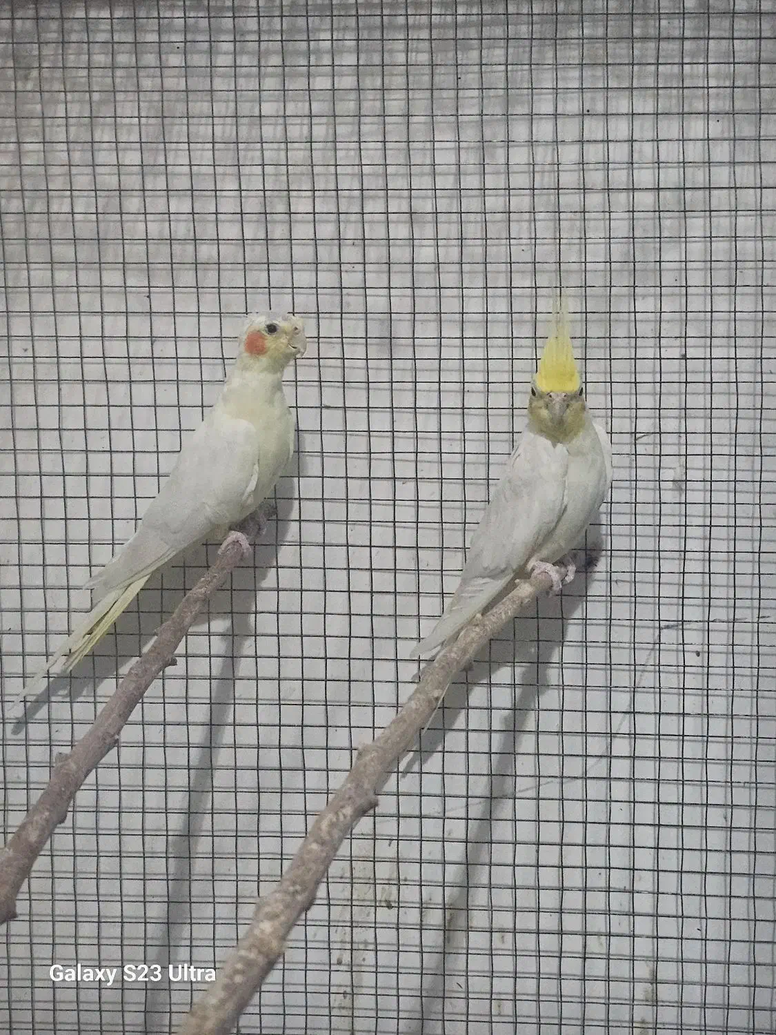 عروس هلندی مولد|پرنده|بندر گناوه, |دیوار