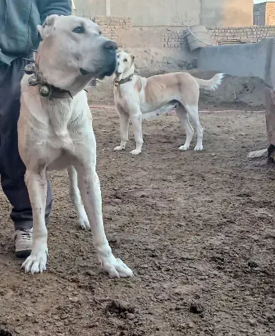 سگ خراسانی|سگ|نیشابور, مازول|دیوار