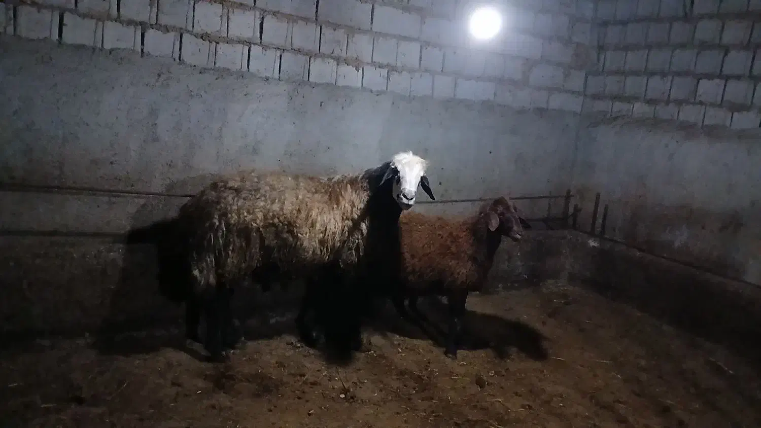 قوچ قمر|حیوانات مزرعه|ثمرین, |دیوار