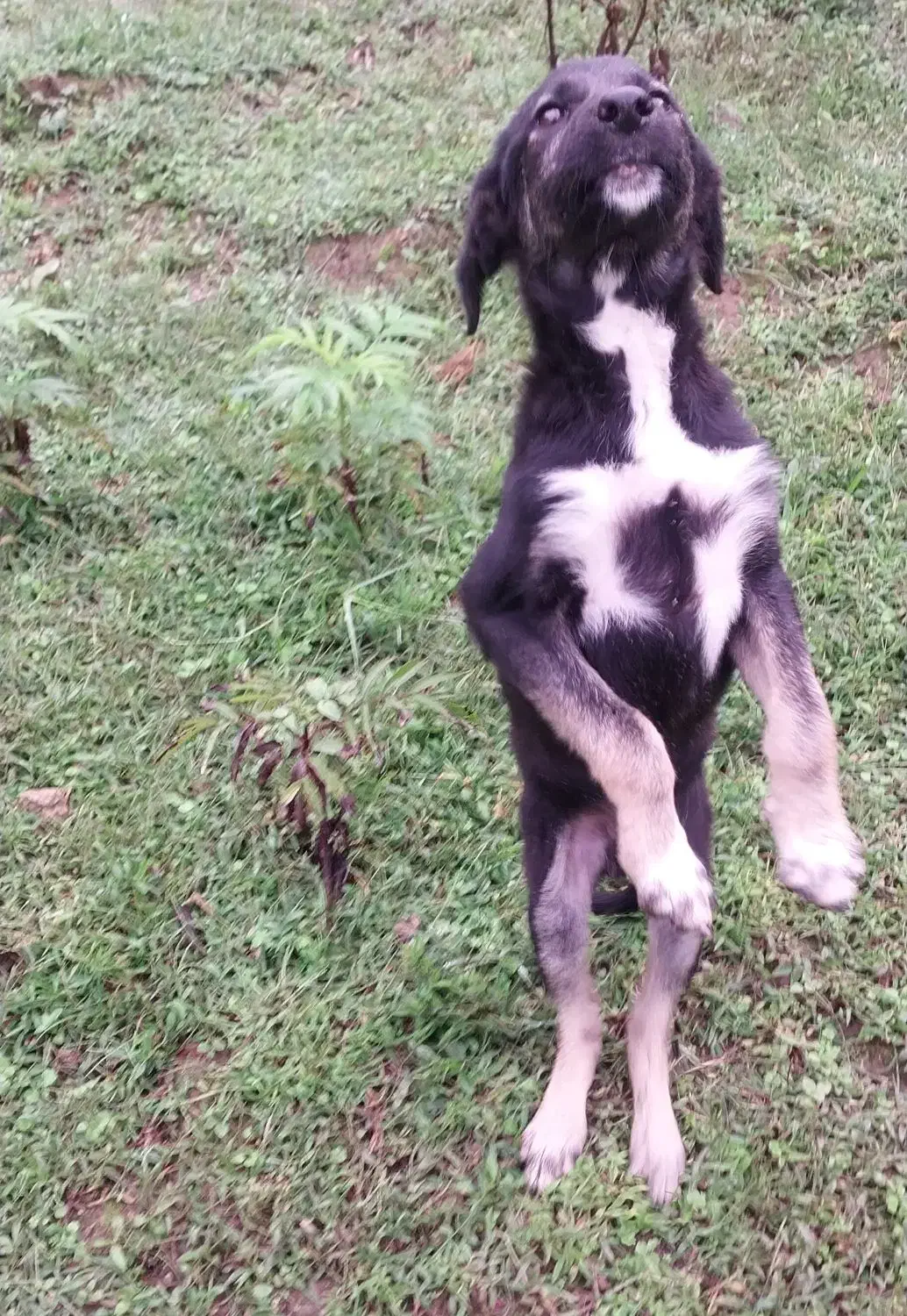 سگ مادر ژرمن و پدر محلی|سگ|رشت, لاکان شهر|دیوار