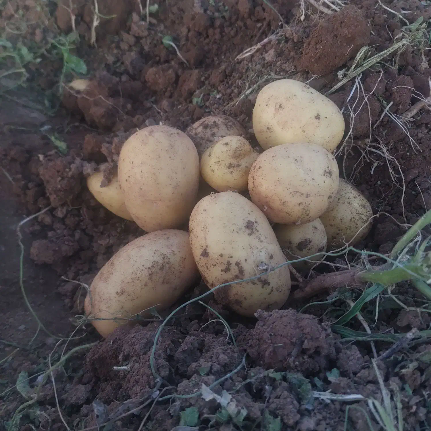 فروش سیب زمینی|خوردنی و آشامیدنی|بیلوار, |دیوار