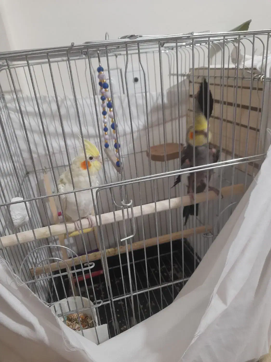 یک جفت نرو ماده عروس هلندی نر میخونه|پرنده|فردیس, شهرک شهید حسینی|دیوار