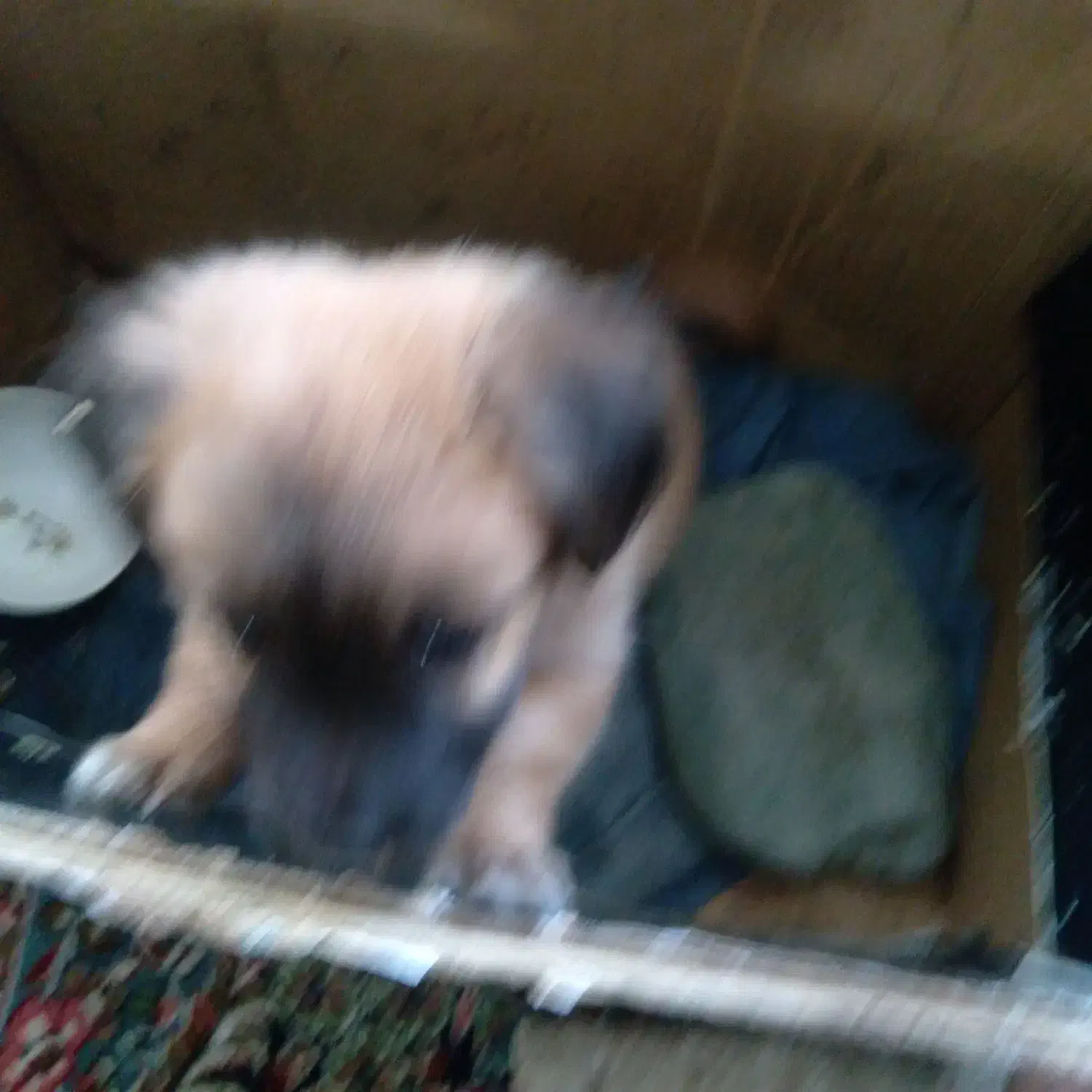 سگ خول|سگ|فردیس, شهرک وحدت|دیوار