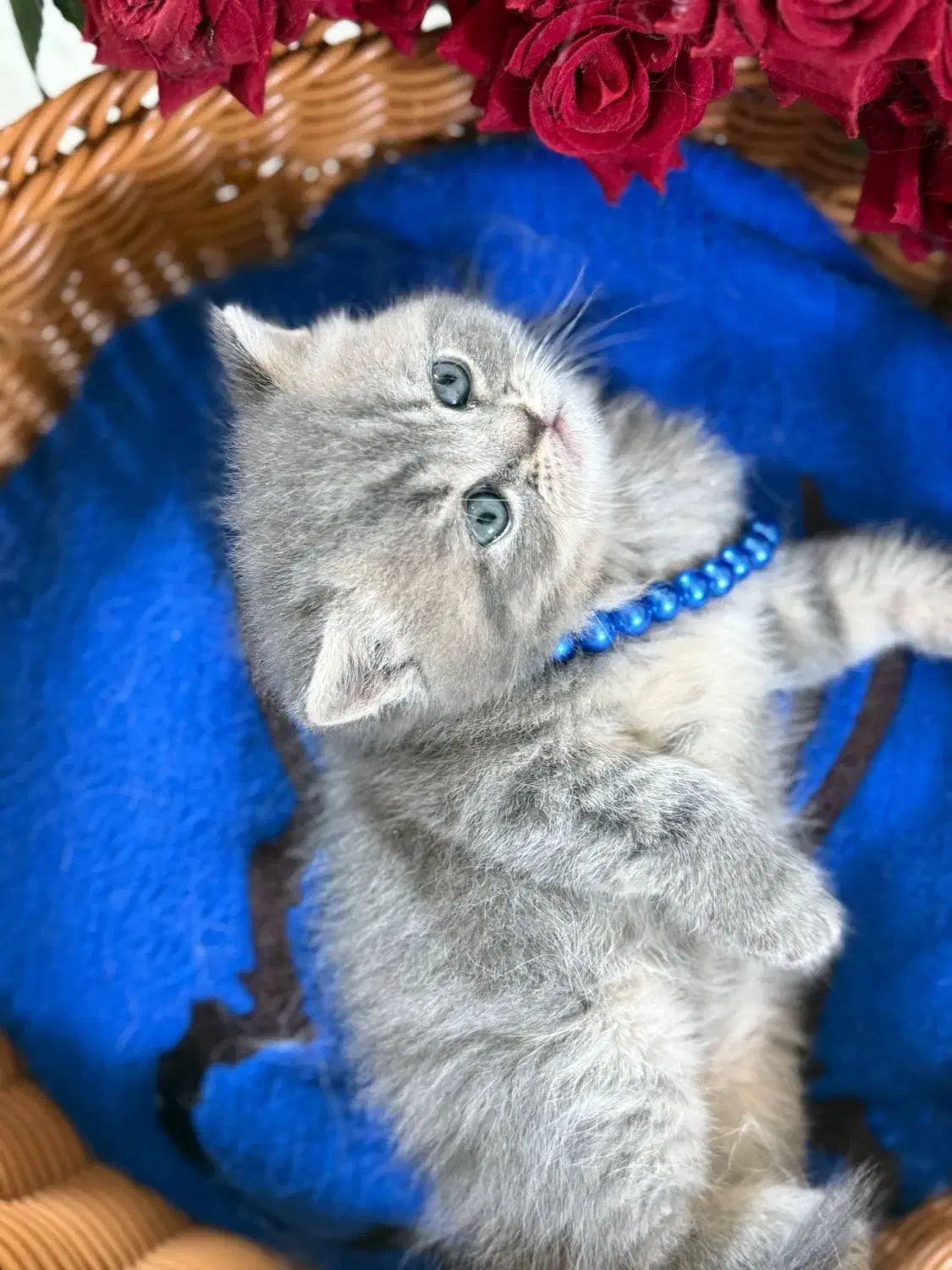 گربه بریتیش اسکاتیش اصیل|گربه|گرگان, |دیوار