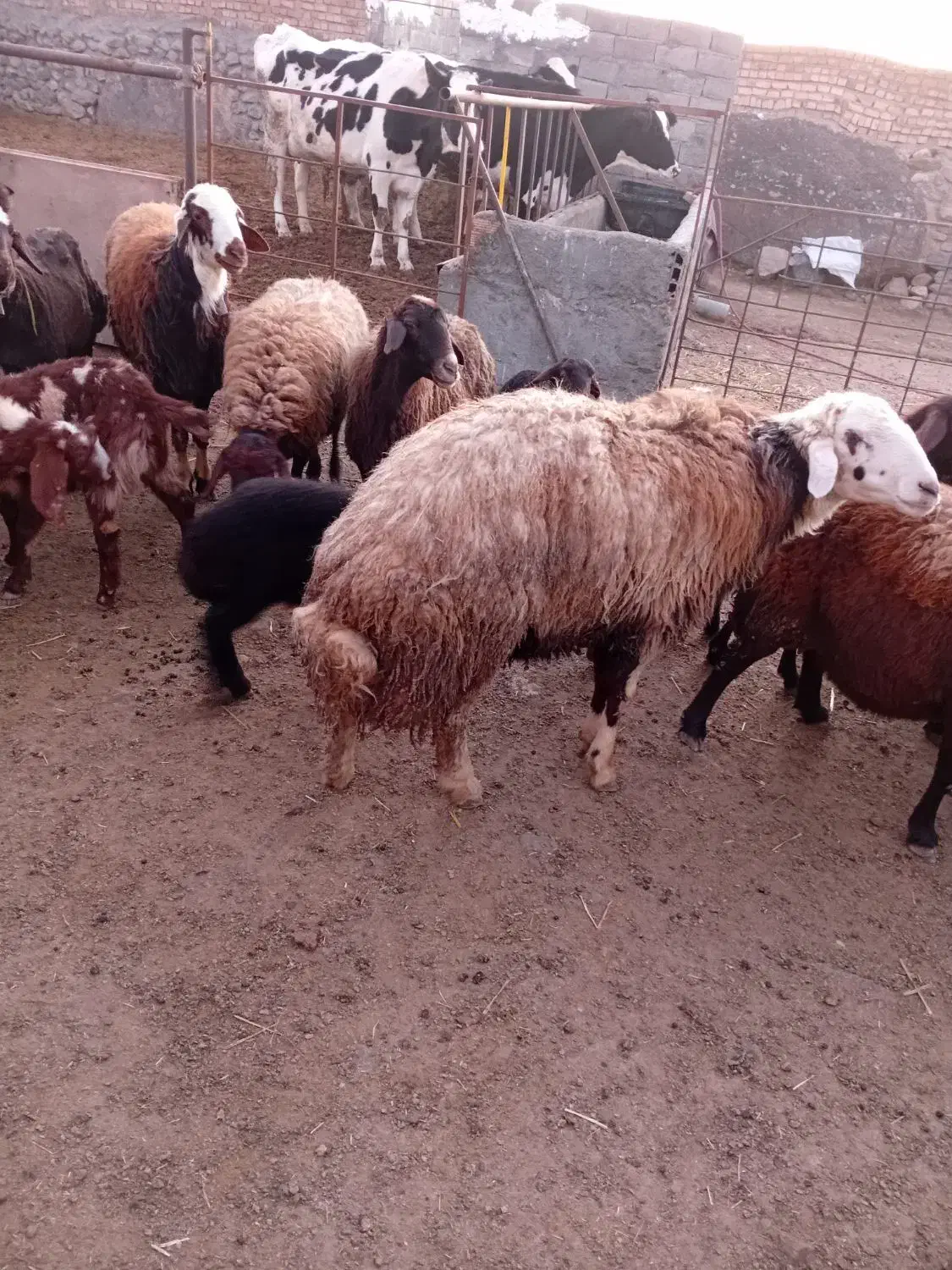 قوچ پلنکی|حیوانات مزرعه|نیشابور, مازول|دیوار