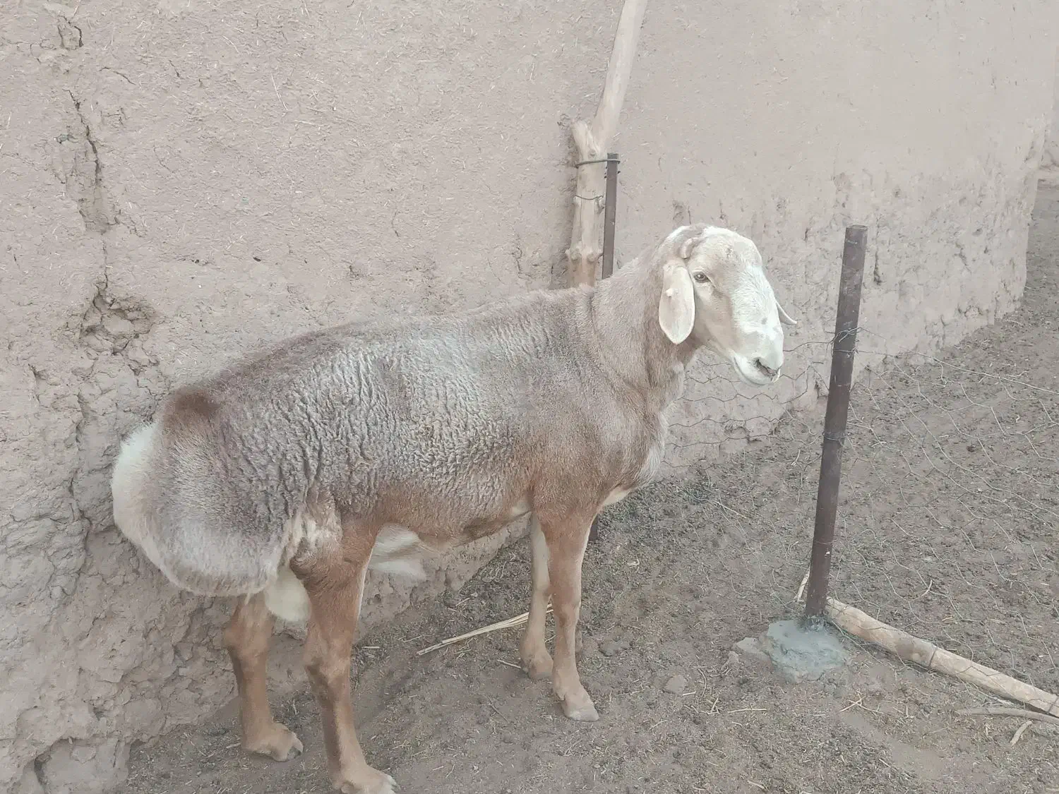 قوچ چینی|حیوانات مزرعه|قاسمآباد (خواف), |دیوار