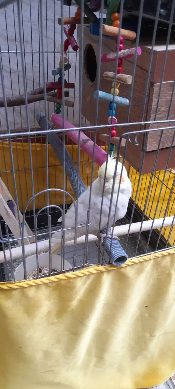 عروس هلندی|پرنده|رباط‌کریم, رباط‌کریم|دیوار