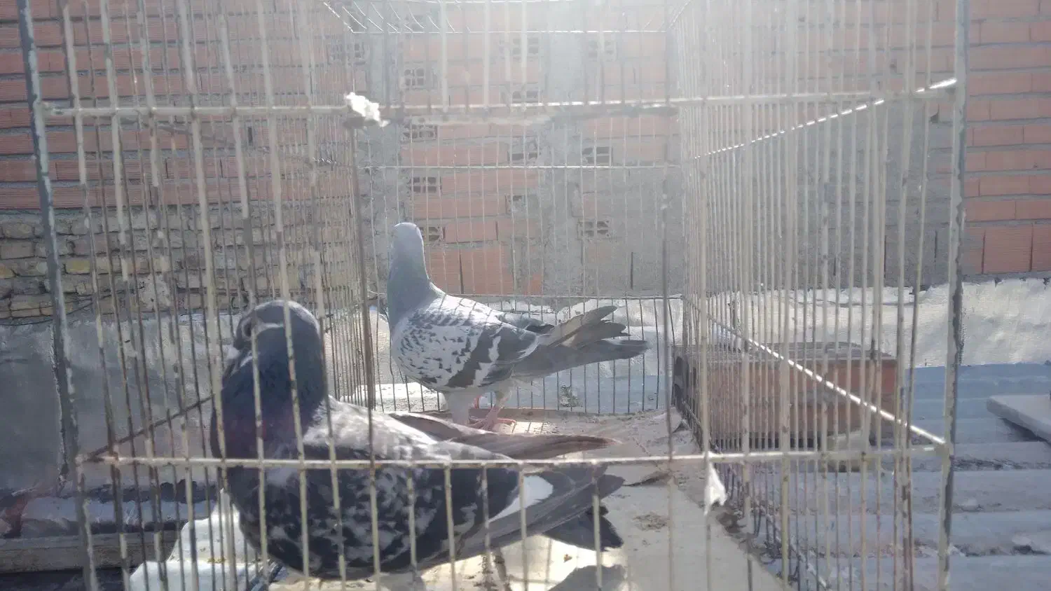 حدود ۲۲تا کبوتر ۱۵۰مفت|حراج|بومهن, |دیوار