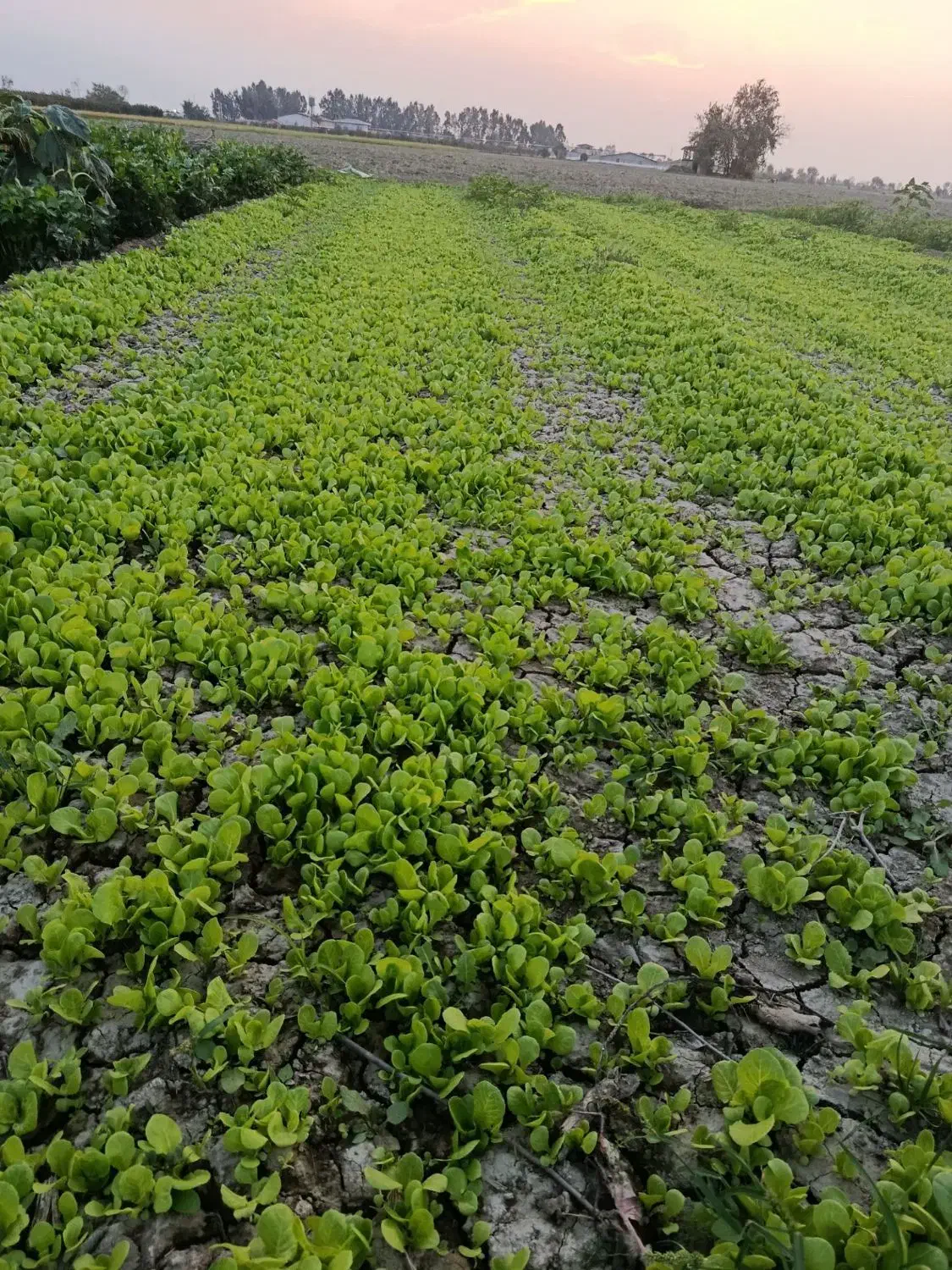 نشای کاهو بذر خوب|خدمات باغبانی و درختکاری|کردکوی, |دیوار