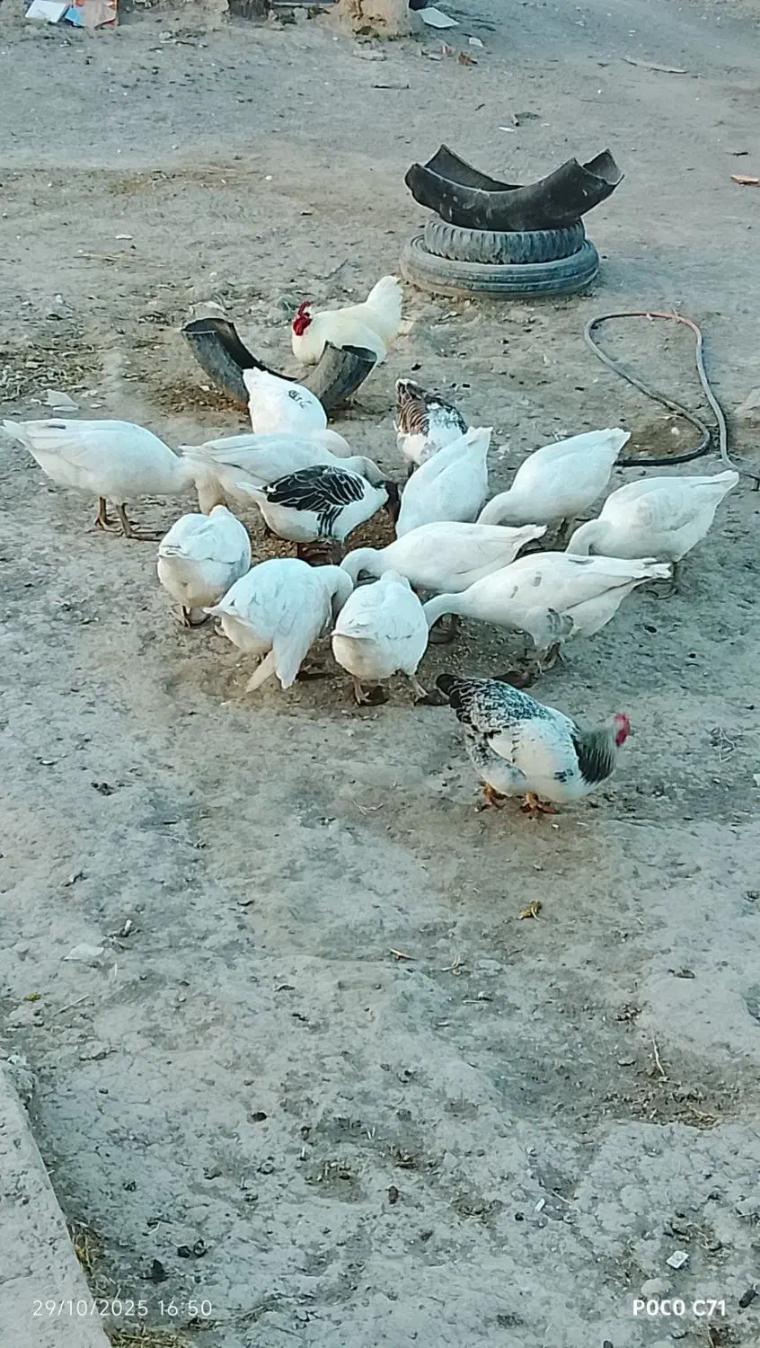 فروش غاز محلی|حیوانات مزرعه|ویلکیج, |دیوار