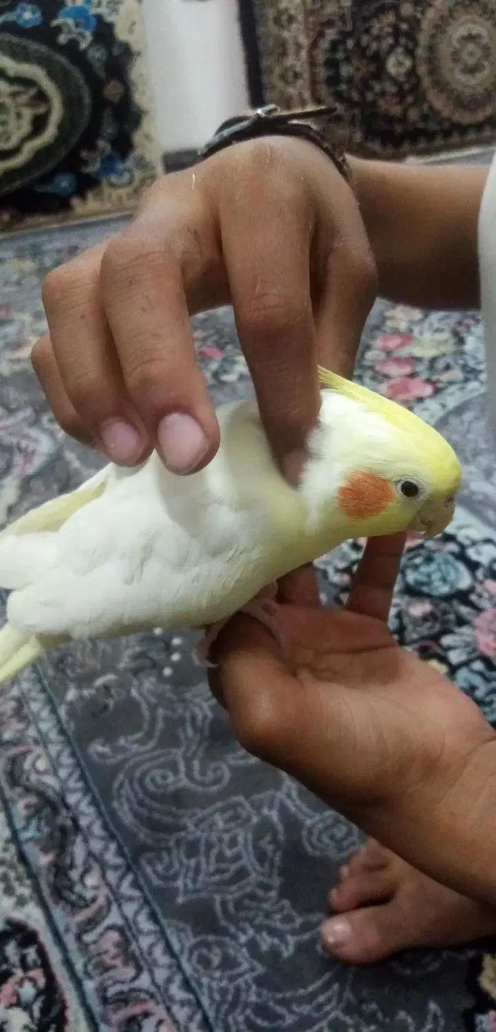 عروس هلندی دستی بازیگوش سخنگو|پرنده|رضویه, |دیوار