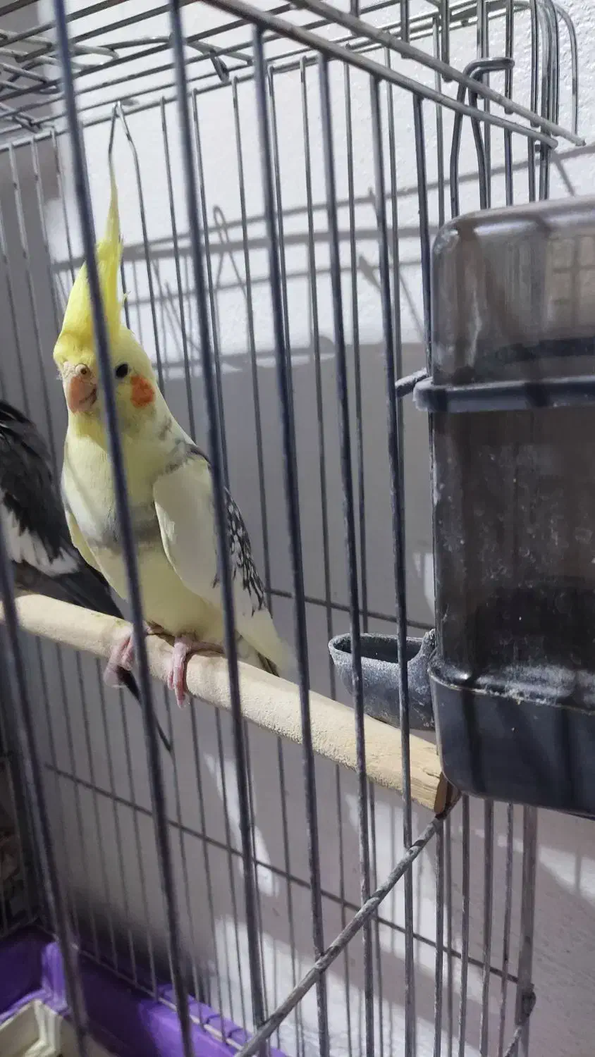 عروس هلندی بالغ|پرنده|بومهن, |دیوار