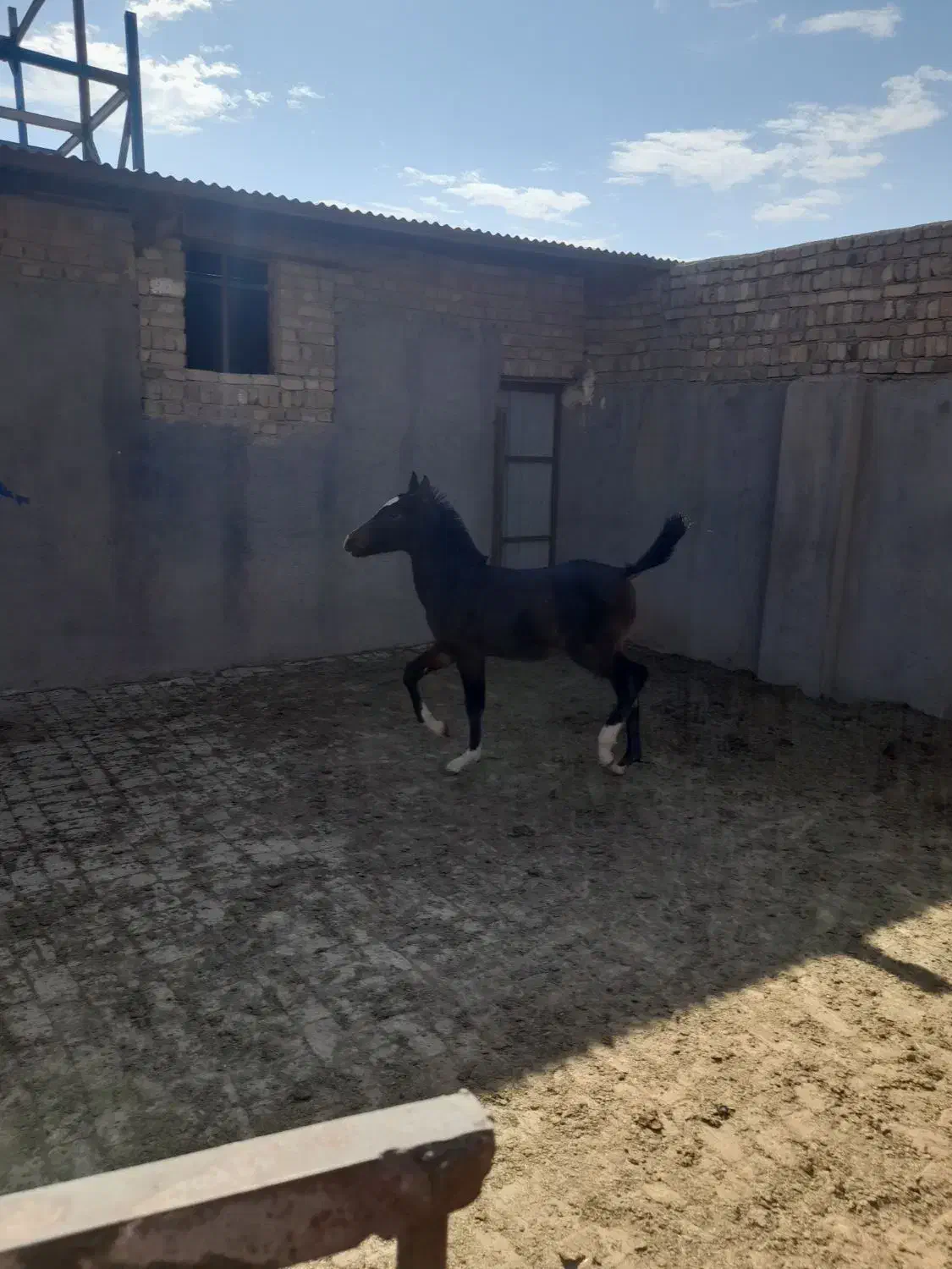 اسب مادر و پسر|اسب و تجهیزات اسب‌سواری|بوئین زهرا, |دیوار