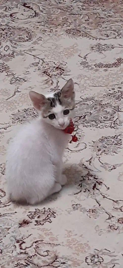 گربه|گربه|رشت, جماران|دیوار