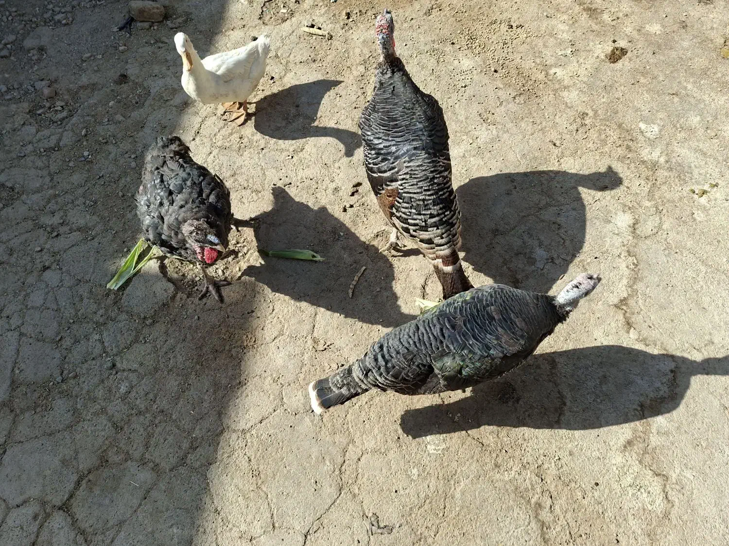 حیوانات خانگی|حیوانات مزرعه|ورامین, ورامین|دیوار