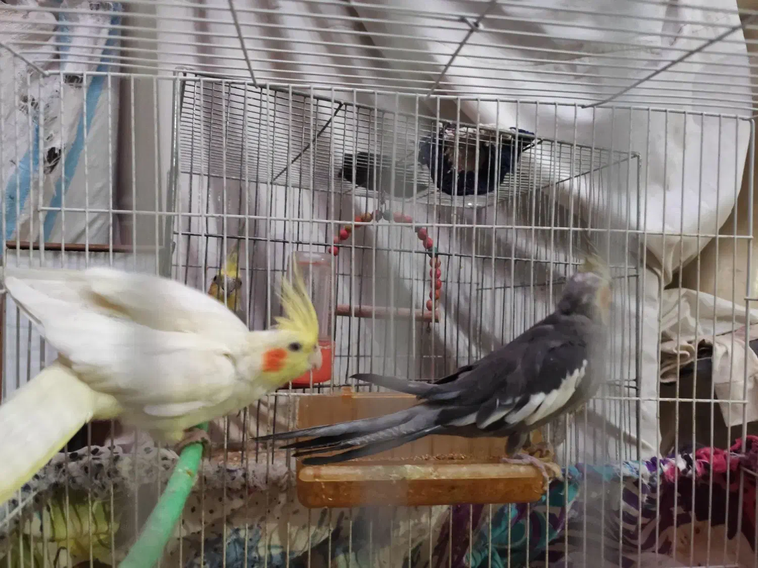 عروس هلندی|پرنده|مشهد, شهید قربانی|دیوار