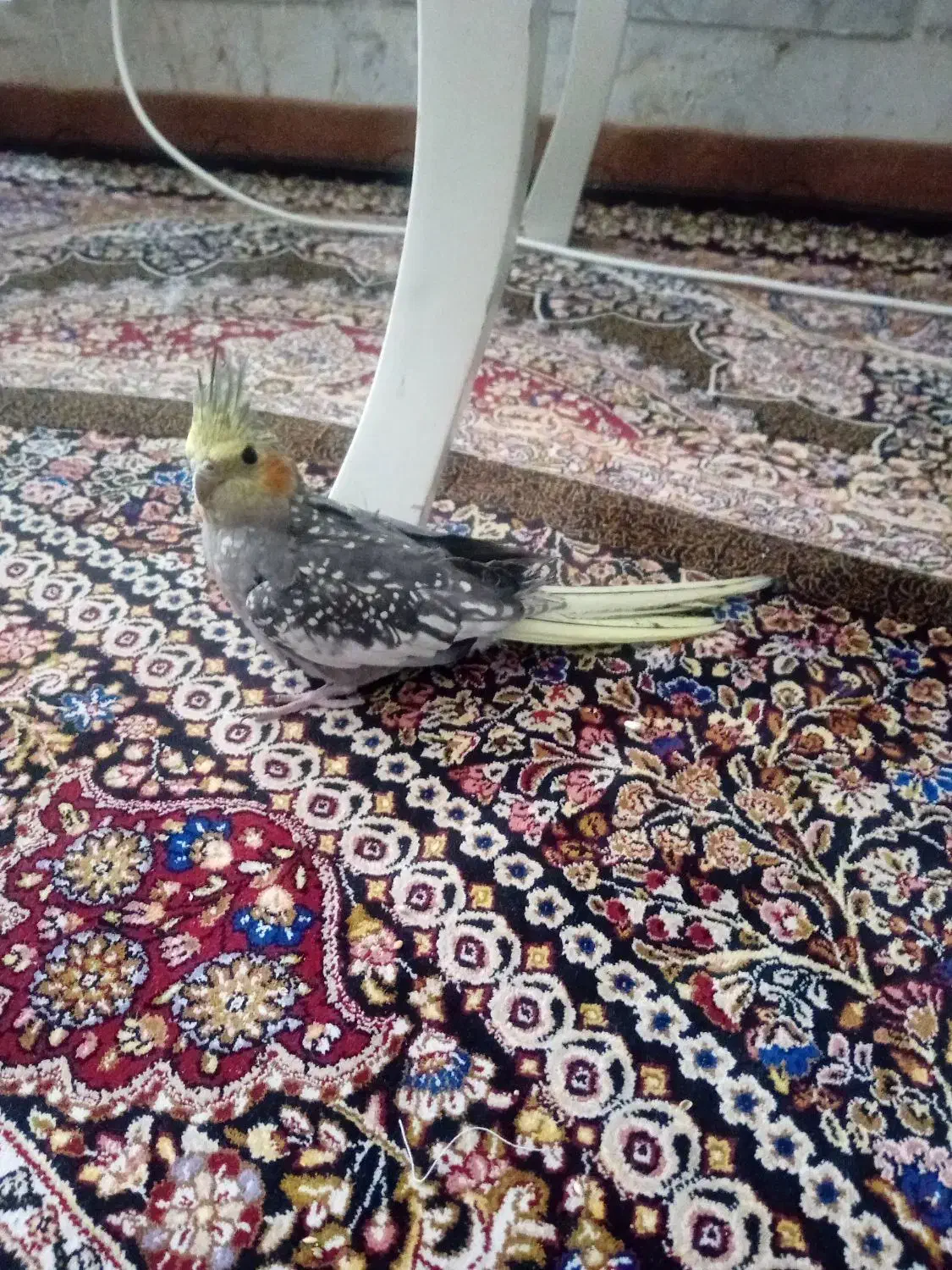 عروس هلندی نر|پرنده|بجنورد, |دیوار