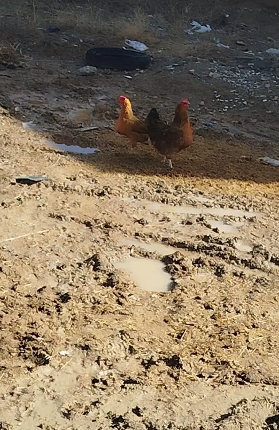 2عدد مرغ محلی|حیوانات مزرعه|تکاب, |دیوار