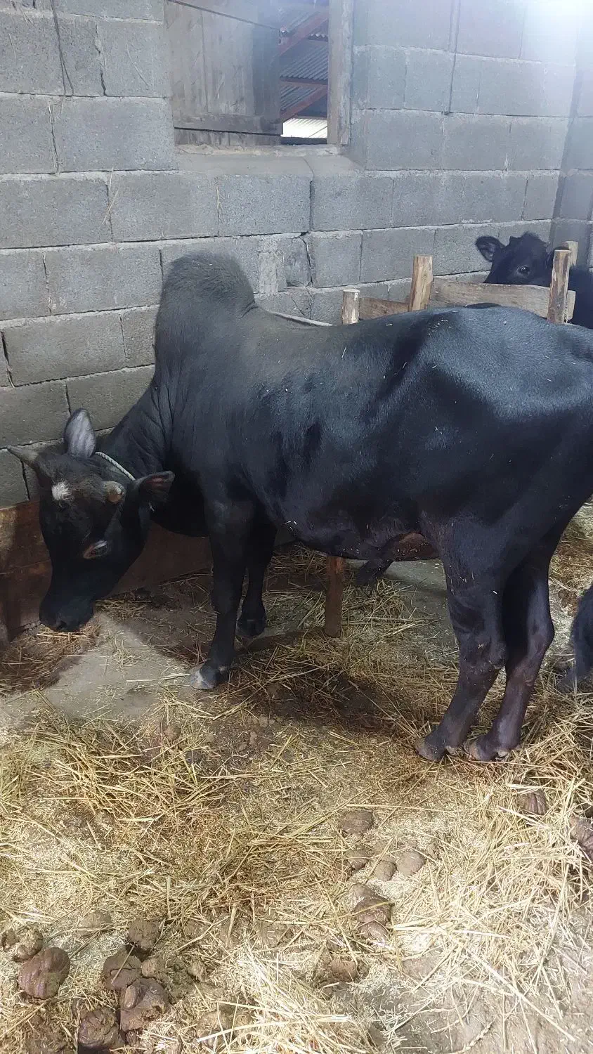 گاو نر|حیوانات مزرعه|توتکابن, |دیوار