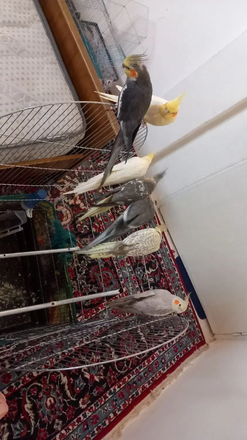 فروشی|لباس|سهند, |دیوار