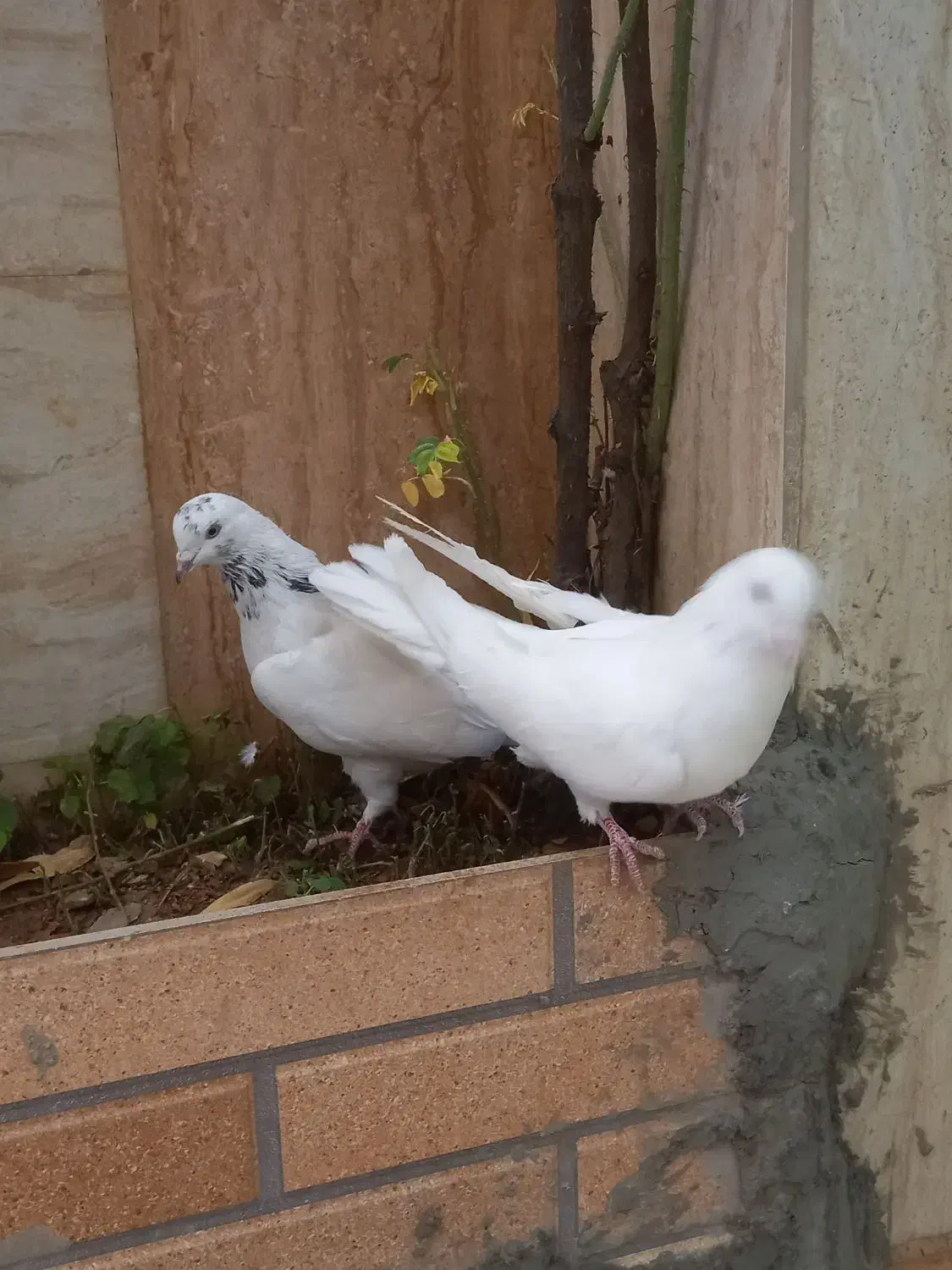 دو جفت کبوتر دهن جور|پرنده|خرمدره, |دیوار