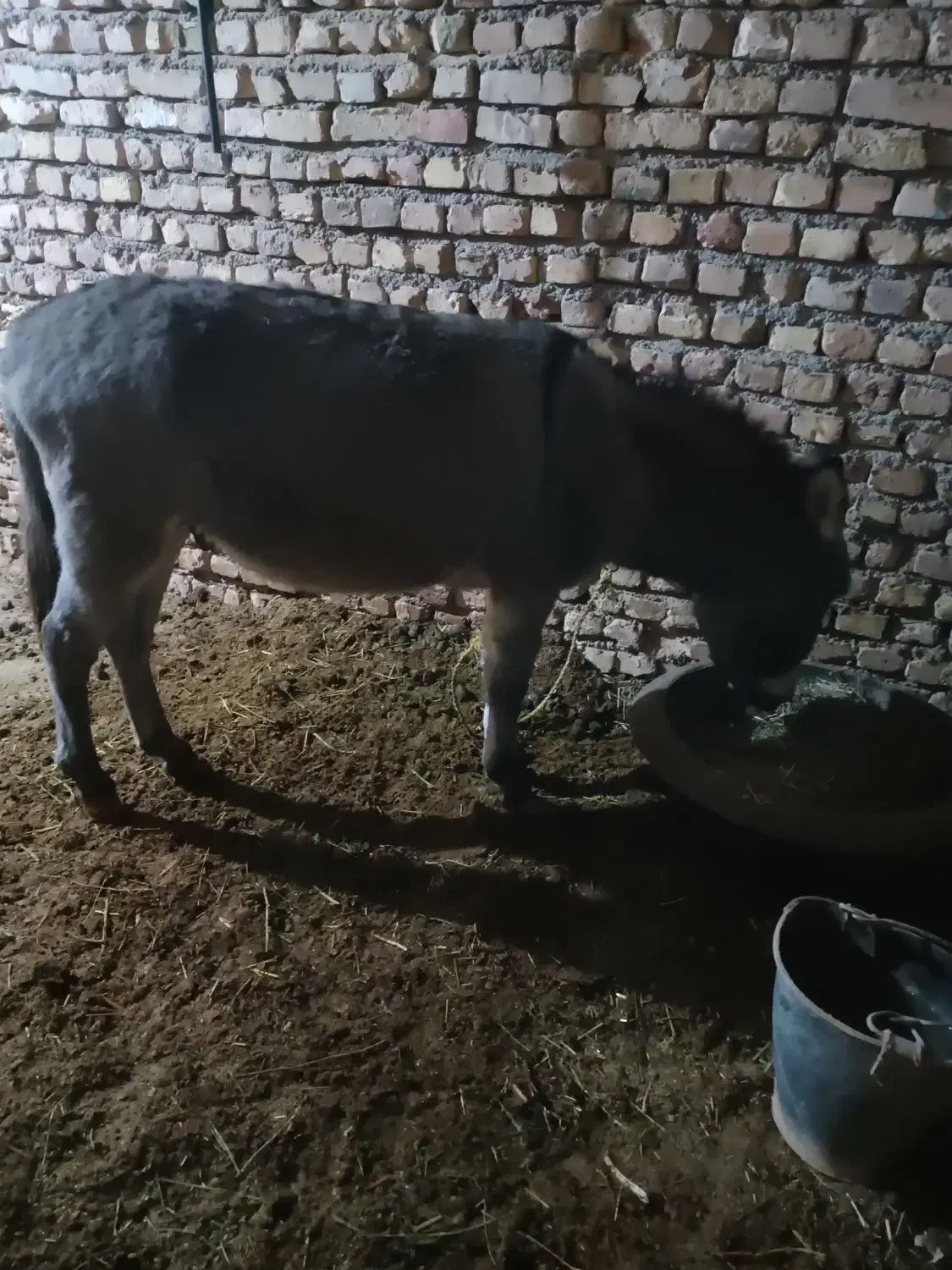 خر نر دوسال جوان|حیوانات مزرعه|بجنورد, |دیوار