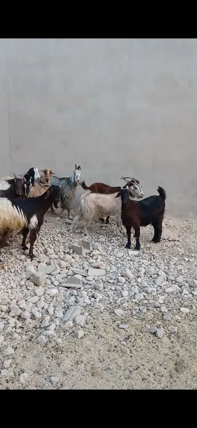 بز داشتی وگوشتی|حیوانات مزرعه|جم, |دیوار