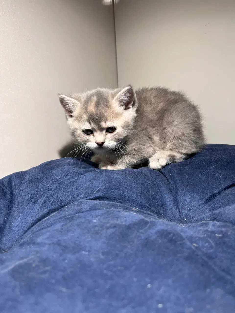 دختر بریتیش سیلور مو کوتاه|گربه|اصفهان, رزمندگان|دیوار